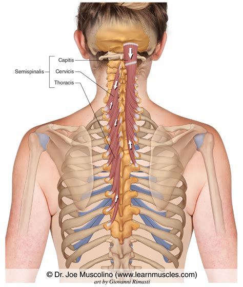 semispinalis muscle